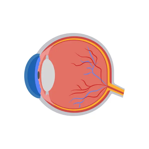 Vektör olarak göz ikonu. Logotype