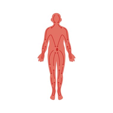 İnsan Vücut Meridyenleri vektör çizimi - izole