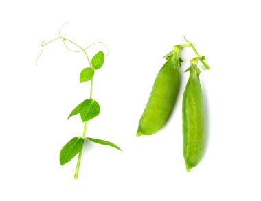 Pea Leaf and Pods Isolated, Green Leaves, Fresh Legumes Sprouts, Spring Pea Shoots, Young Sugar Green Peas on White Background