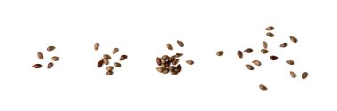 Apple Seed İzole Edilmiş, Elma Tohumları Grubu Beyaz Arkaplan Üst Görünümü