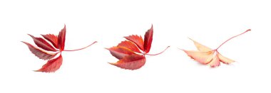 Autumn Leaf Set Isolated, Colored Autumn Maiden Grapes Leaves, Red Parthenocissus Quinquefolia Foliage, Liana Leaf Collection on White Background