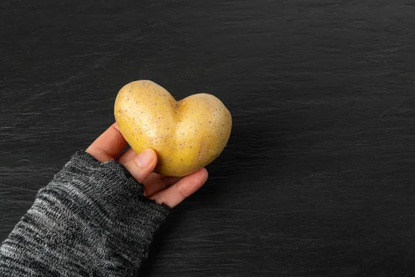 Potato Heart in Hand Top View with Copy Space, Heart Shape Potato, Love Vegetable, Valentine Day Symbol