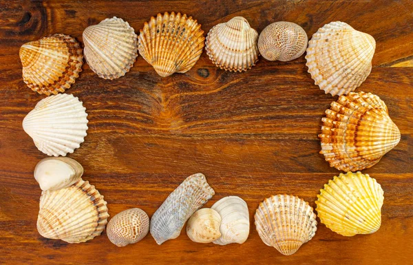 Sea Shell Frame, Multicolored Seashells Border, Clam Mollusc Shells Pattern with Copy Space, Natural Sea Shell Frame on Wood Background Top View