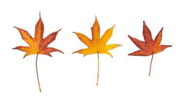 Autumn Leaf Isolated, Colored Autumn Tree Leaves, Red Orange Foliage, Yellow Fall Leaf on White Background, Vector Illustration clipart