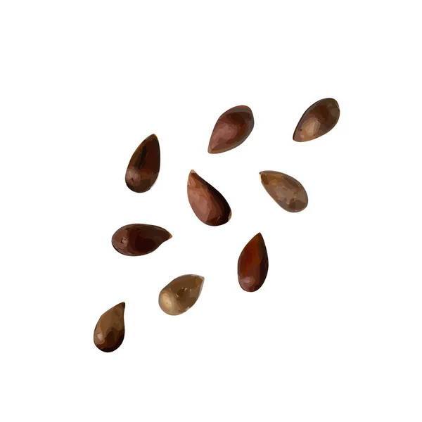 Graines Pommes Isolées Groupe Graines Pommes Sur Fond Blanc Vue — Image vectorielle