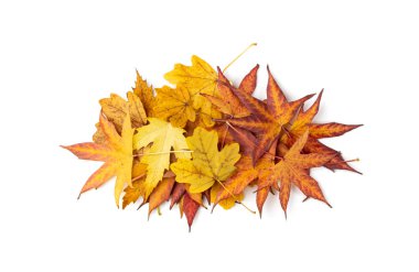 Autumn leaf pile isolated. Colored autumn tree leaves, yellow orange foliage, fall leaf on white background