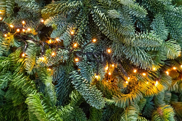 装飾されたクリスマスツリー 黄金のクリスマスの装飾 緑の枝の光沢のあるガーランド コピースペースでの青いクリスマスの背景 — ストック写真