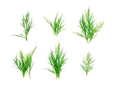 Dil filizi izole edildi. Taze rezene dalı, bitki bitkisi yakın plan, beyaz arka planda kokulu dereotu dalının makro fotoğrafı.