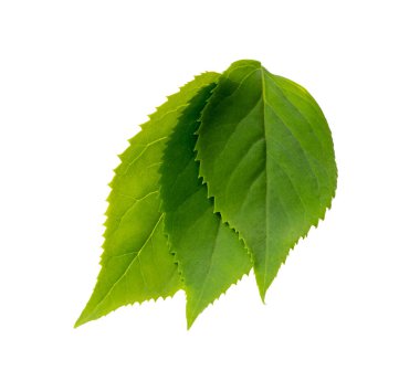 Taze Yeşil Yapraklar, Genç Meyve Yaprakları, Bahar Bahçesi Bitkisi Dalı, Beyaz Arkaplanda Dekoratif Yaprak Tasarımı