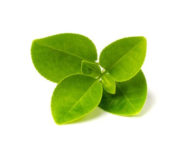 Taze Yeşil Yapraklar, Genç Meyve Yaprakları, Bahar Bahçesi Bitkisi Dalı, Beyaz Arkaplanda Dekoratif Yaprak Tasarımı