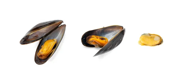 Małże Izolowane Niełuskane Małże Obierane Małże Otwarte Owoce Morza Skorupiaków — Zdjęcie stockowe