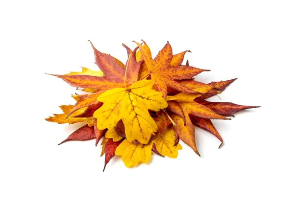 Jesienny Stos Liści Odizolowany Kolorowe Liście Jesiennego Drzewa Żółte Liście — Zdjęcie stockowe