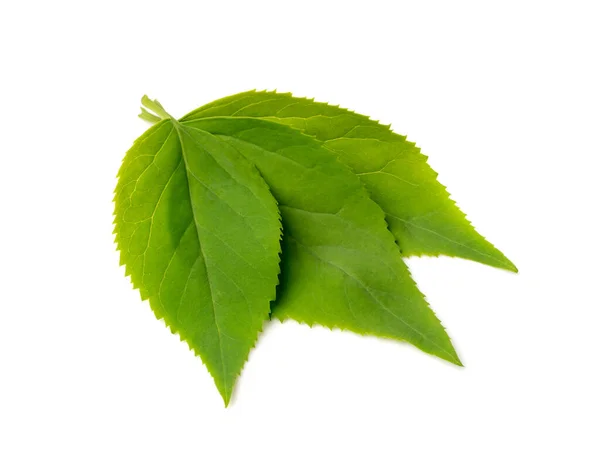 Čerstvé Zelené Listy Izolované Mladé Ovocné Listy Jarní Zahradní Větvička Stock Snímky