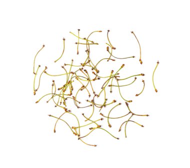 Kiraz Kuyruğu İzole Edildi, Kuru İlaç Tesisi, Doğal Diüretik, Sağlıklı Bitki Çayı İçin Kiraz Kuyruğu Yığını