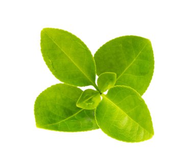 Taze Yeşil Yaprak İzole Edilmiş, Genç Meyve Yaprakları, Bahar Bahçesi Bitkisi Dalı, Beyaz Arkaplanda Dekoratif Yaprak Tasarımı, Kırpma Yolu