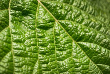 Yeşil Yaprak Makro Doku Arkaplanı, Sarsıntılı Sert Bitki Yüzey Kapanışı, Yeşillik Örnekleri, Seçici Odaklı Yeşil Yaprak Makro Dokusu