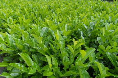 Arakçı Yaprak Doku Arkaplanı, Taze Yeşil Yapraklar Şablonu, Yaz Çiftliği Sancağı, Bahar Bahçesi Mockup, Tea Yaprakları Kopya Alanı, Seçici Odaklanma