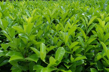 Arakçı Yaprak Doku Arkaplanı, Taze Yeşil Yapraklar Şablonu, Yaz Çiftliği Sancağı, Bahar Bahçesi Mockup, Tea Yaprakları Kopya Alanı, Seçici Odaklanma