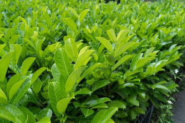 Arakçı Yaprak Doku Arkaplanı, Taze Yeşil Yapraklar Şablonu, Yaz Çiftliği Sancağı, Bahar Bahçesi Mockup, Tea Yaprakları Kopya Alanı, Seçici Odaklanma