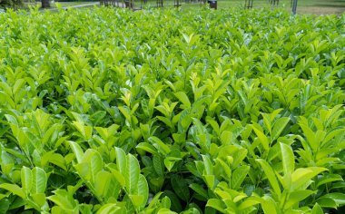 Arakçı Yaprak Doku Arkaplanı, Taze Yeşil Yapraklar Şablonu, Yaz Çiftliği Sancağı, Bahar Bahçesi Mockup, Tea Yaprakları Kopya Alanı, Seçici Odaklanma