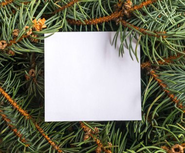 Noel ağacı doğal Colorado mavi Ladin dallar ile arka plan. Yemyeşil iğne yapraklı desen