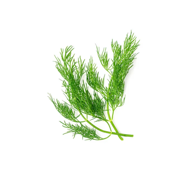 Dill Sprig Isolated Fresh Fennel Twig Herb Plant Closeup Macro — Stock Photo, Image