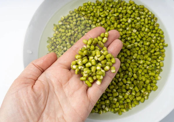 Soaked Mung Beans in Hand, Wet Vigna Radiata Seeds Pile, Macro Photo of Green Gram in Water, Raw Mung Beans, Maash or Moong Top View, Closeup