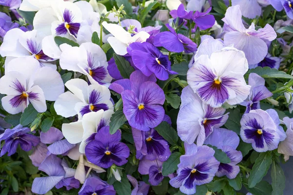 Pantalón Violeta Púrpura Viola Tricolor Cerca Macizo Flores Con Flores —  Fotos de Stock