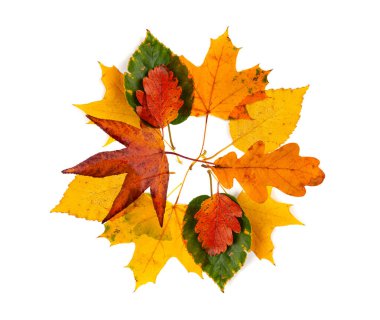 Sonbahar Yaprak Yuvarlak Çerçevesi İzole edildi, Sonbahar Yaprak Sınırı, Renkli Ekim Kalıbı, Beyaz Arkaplan Üst Görünümünde Sonbahar Yaprak Dokusu