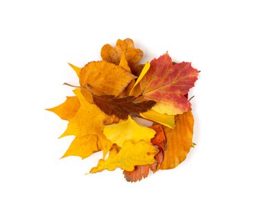 Sonbahar Yaprak Yığını İzole Edilmiş, Renkli Sonbahar Ağacı Yaprakları Seti, Sarı Turuncu Yeşil Yaprak Koleksiyonu Beyaz Arkaplan Üst Görünümü