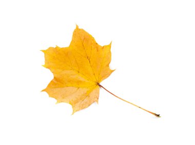 Akçaağaç yaprağı izole edilmiş. Renkli sonbahar ağacı yaprakları, sarı turuncu yapraklar, beyaz arka planda büyük akçaağaç yaprağı.