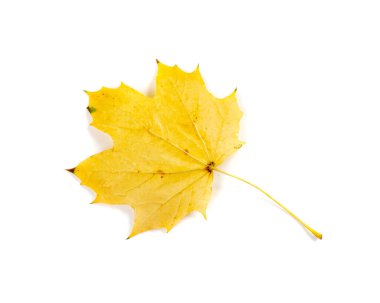 Akçaağaç yaprağı izole edilmiş. Renkli sonbahar ağacı yaprakları, sarı turuncu yapraklar, beyaz arka planda büyük akçaağaç yaprağı.