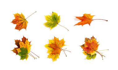 Akçaağaç yaprağı izole edilmiş. Renkli sonbahar ağacı yaprakları, sarı turuncu yapraklar, beyaz arka planda büyük akçaağaç yaprağı.