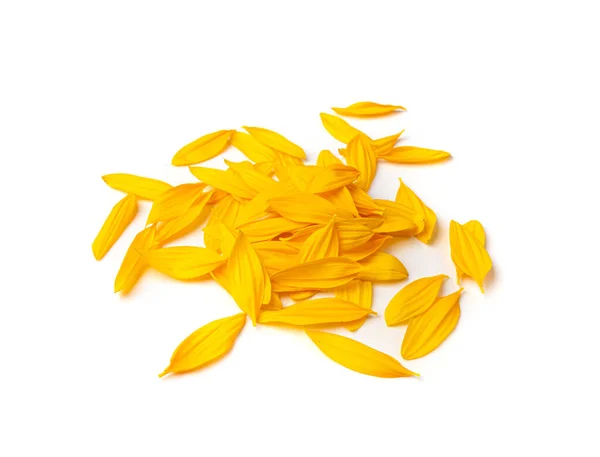 Žluté Okvětní Lístky Izolované Slunečnicové Okvětní Lístky Skupina Oranžové Květy — Stock fotografie