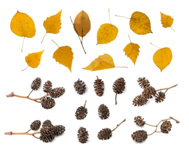 Kızılağaç konileri izole edildi. Alnus bir dala koni, kuru alder dalı beyaz arkaplanda