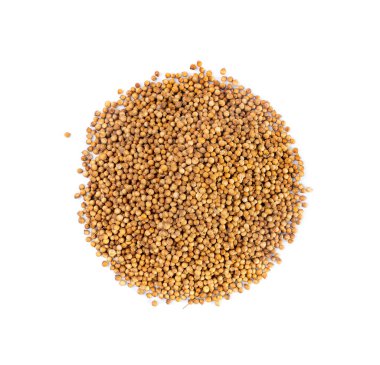 Kişniş tohumları yalıtılmış, Cilantro tohumları, Çin Maydanoz Tohumu Grubu, Kuru Baharatlar, Mevsimler, Kişniş Herb Tohumları Beyaz Arkaplan Üst Görünümünde