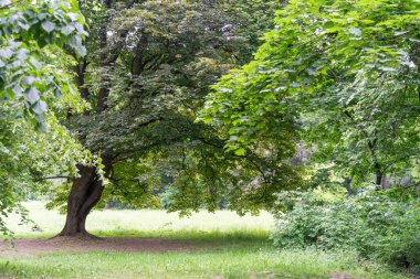 Spring Meadow Dokuma Arkaplanı, Kopya Alanı ile Yeşil Bahar Manzarası, Idyllic Meadow Banner, Bahar Şablonu, Summer Park Panorama Mockup, Bulanık Arkaplan
