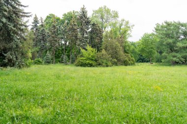 Spring Meadow Dokuma Arkaplanı, Kopya Alanı ile Yeşil Bahar Manzarası, Idyllic Meadow Banner, Bahar Şablonu, Summer Park Panorama Mockup, Bulanık Arkaplan