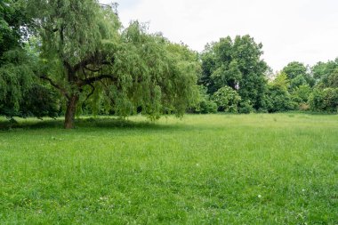 Spring Meadow Dokuma Arkaplanı, Kopya Alanı ile Yeşil Bahar Manzarası, Idyllic Meadow Banner, Bahar Şablonu, Summer Park Panorama Mockup, Bulanık Arkaplan