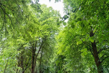 Spring Meadow Dokuma Arkaplanı, Kopya Alanı ile Yeşil Bahar Manzarası, Idyllic Meadow Banner, Bahar Şablonu, Summer Park Panorama Mockup, Bulanık Arkaplan