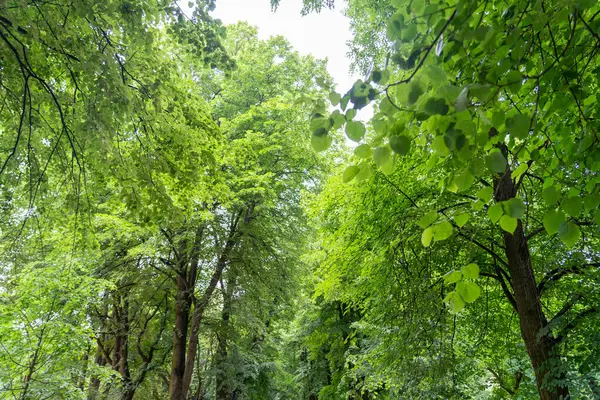Spring Meadow Dokuma Arkaplanı, Kopya Alanı ile Yeşil Bahar Manzarası, Idyllic Meadow Banner, Bahar Şablonu, Summer Park Panorama Mockup, Bulanık Arkaplan