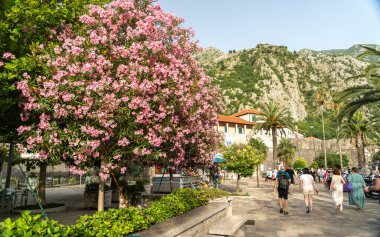 Kotor, Karadağ, 20 Haziran 2024 Akşam Kotor, eski kasaba manzaraları, Balkan kıyı şeridi yüksek mevsimde, turizm sektörü, Avrupa turizmi günlük yayın imajı