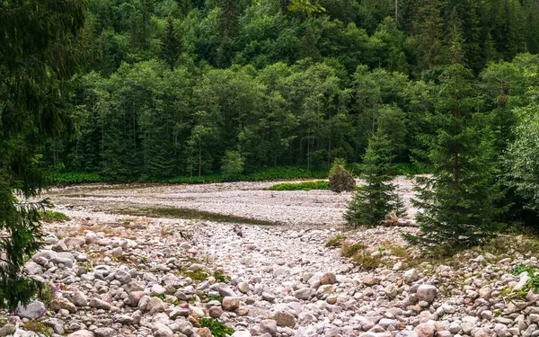 Dağ manzarası, bulutlu havada koyu ladin ormanı. Tatra ulusal parkının yüksek Tatras dağları, Polonya, yaz manzarası