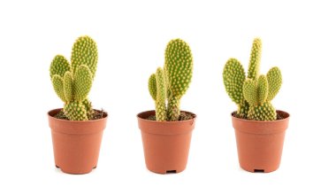 Tavşan kaktüsü sulu, Opuntia mikrodasys ofis masası bitkisi, polka nokta görevi kaktüs masa tenceresi, küçük iç tasarım fabrikası, beyaz arka planda izole edilmiş dağ dikenli armut.