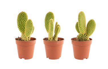 Tavşan kaktüsü sulu, Opuntia mikrodasys ofis masası bitkisi, polka nokta görevi kaktüs masa tenceresi, küçük iç tasarım fabrikası, beyaz arka planda izole edilmiş dağ dikenli armut.