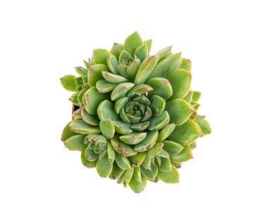 Graptopetalum altair mini sulculent yalıtılmış, pentandrum superbum ofis masası bitkisi, hayalet kaktüs masa tenceresi, beyaz arka planda küçük iç tasarım fabrikası.