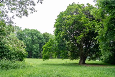 Spring Meadow Dokuma Arkaplanı, Kopya Alanı ile Yeşil Bahar Manzarası, Idyllic Meadow Banner, Bahar Şablonu, Summer Park Panorama Mockup, Bulanık Arkaplan