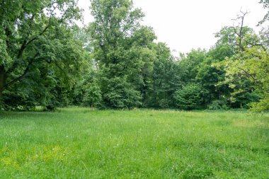 Spring Meadow Dokuma Arkaplanı, Kopya Alanı ile Yeşil Bahar Manzarası, Idyllic Meadow Banner, Bahar Şablonu, Summer Park Panorama Mockup, Bulanık Arkaplan