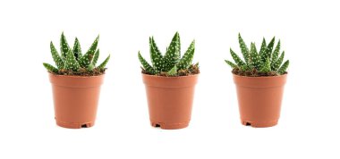 Haworthia succulent, zebra bitki, mini aloe vera ofis masası bitkisi, yıldız pencere kaktüsü masa tenceresi, yastık aloe küçük iç tasarım fabrikası, beyaz arka planda kapalı haworthia pumila