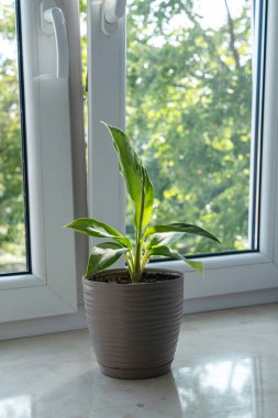 Kahverengi tenceredeki küçük yeşil bitki pencere kenarında, ev dekorunda, beyaz çerçeveli kapalı pencere arkasında güneşli parkın bulanık arka planında, yumuşak doğal ışık, sakin, parlak atmosfer